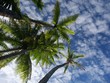 palmtrees and sky from below near punta banco