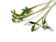 cress 3