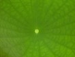 leaf pattern
