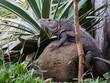 black iguana, ctenosaur