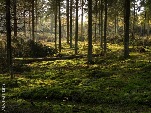 the peat covered forest bed in a pine forest, jutland, denmark