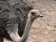 ostrich