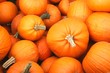 pumpkins