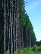 pine plantation