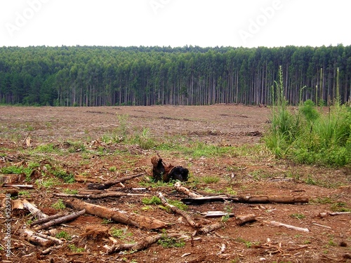 deforestation