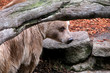grizzly bear branch