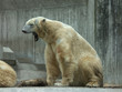gefählicher eisbär