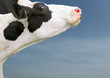 tête de vache