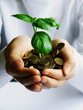 coins and plant