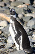 pinguins de magellan