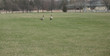 field