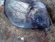 poisson poisson
