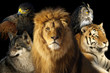 animaux