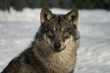 loup