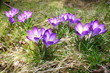 krokus 1