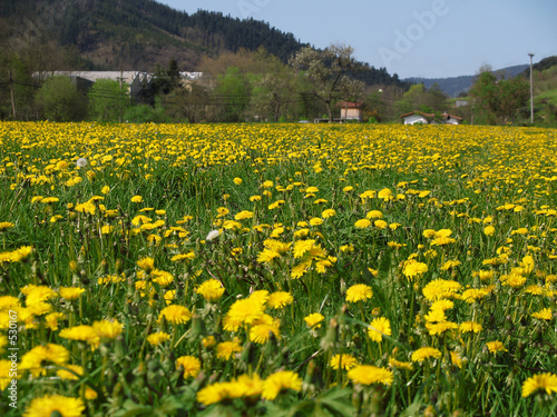 flora pradera