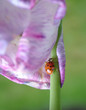 canvas print picture marienkäfer auf blüte