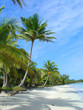 palmiers sur une plage tropicale