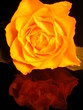 rose jaune