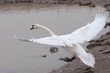 landender schwan