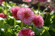 paquerettes pompons roses paquerettes pompons roses