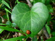 coccinelle 3/4 - une coccinelle au grand coeur 1