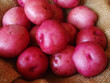 Photo: red potatoes red potatoes