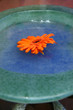 orange flower in dish of water