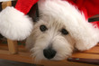 santa's lil  helper