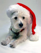 christmas present