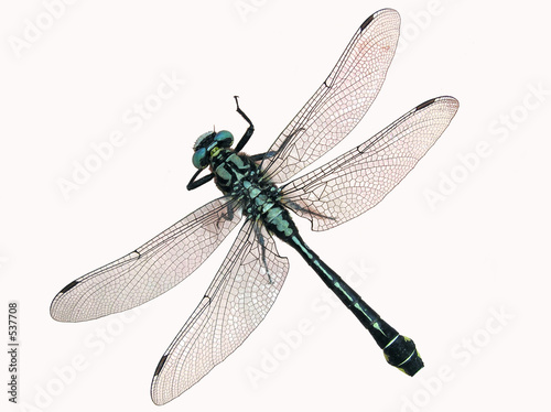 dragonfly