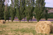 champs de blé récolté