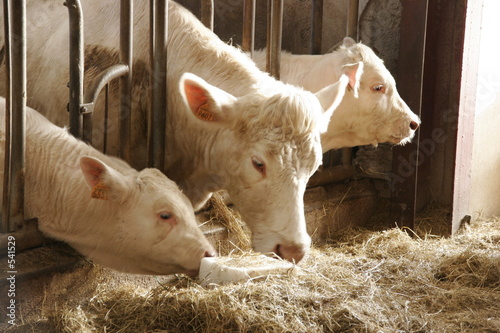 vache et veaux.