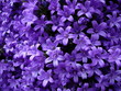le violet, quelle belle couleur !