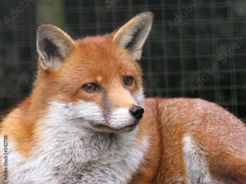 red fox