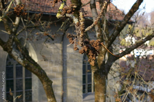 bois et chapelle