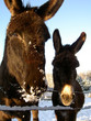 anes sous la neige