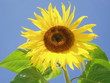 tournesol