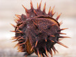 conker