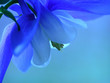 blue spring flower