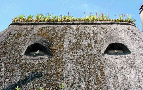 flowers on a roof of the house