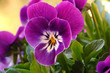 viola v