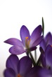 crocus