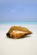 big sea shell lying on the white coral sand beach against  sea a