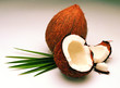 coconut