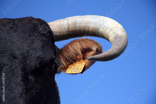 vache