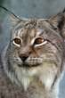portrait of a lynx - 4