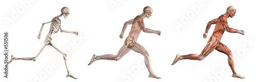 Illustration: anatomical overlays 1 anatomical overlays 1
