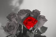 la rose