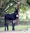 ane